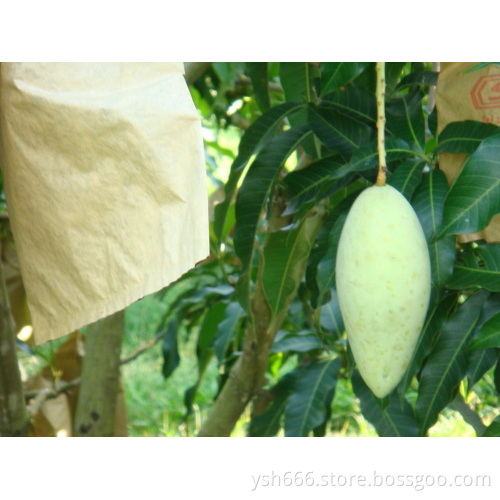 Factory direct sale high quality kraft mango growing bag